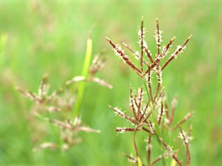 Closeup Andropogon plant of weed (grass family )with green blurred background ,grass field ,sweet color, macro image ,soft focus ,red flowers on green grass background 