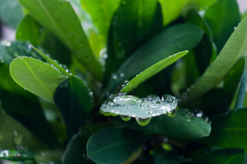water drop from rain on green leaf in rainforest. 
