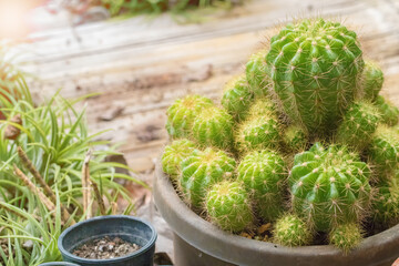 The beauty of these cactus plants grown in brown pots.