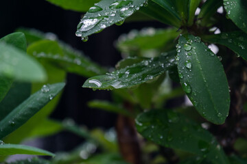water drop from rain on green leaf in rainforest. 
