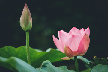 ピンク色の蓮の花と蕾