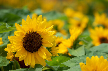 夏の花、ひまわり