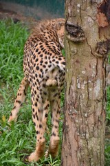 Fototapeta na wymiar The back of the cheetah Standing beside a tree