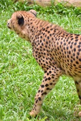 Cheetah's shoulder close-up With a grass background