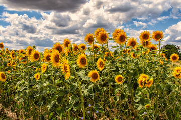 Sonnenblumen vor dramatischen Himmel