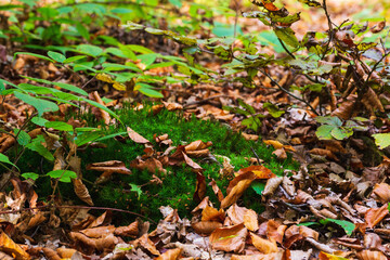 Beautiful green moss covered with autumn leaves of trees