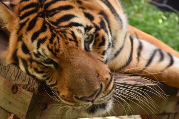 Fototapeta na wymiar Bengal tiger lying on the table