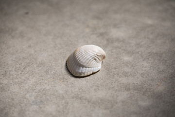 二枚貝の貝殻のある風景　光と影