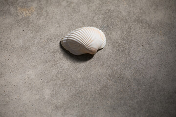 二枚貝の貝殻のある風景　光と影