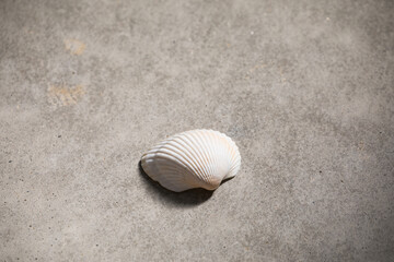 二枚貝の貝殻のある風景　光と影