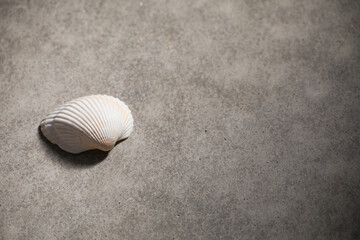 二枚貝の貝殻のある風景　光と影