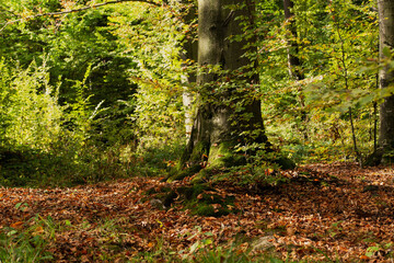 Beautiful forest landscape in a beech forest in early autumn