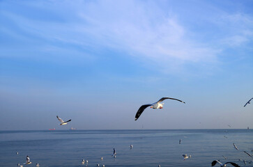 Fototapeta na wymiar Flock of Seagulls Flying Freely over the Blue Sea