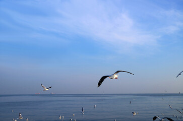 Flock of Seagulls Flying Freely over the Blue Sea