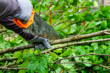Sawing Oak Branches With an Old Hacksaw