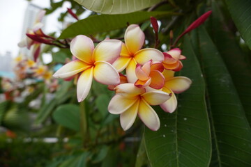 White and yellow flowers. Cambodia flower in the garden. Bali.