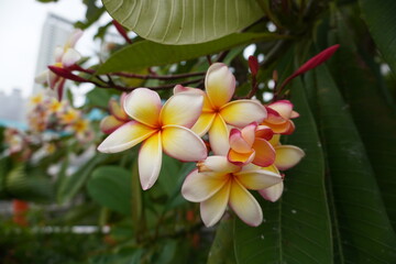 Fototapeta na wymiar White and yellow flowers. Cambodia flower in the garden. Bali.