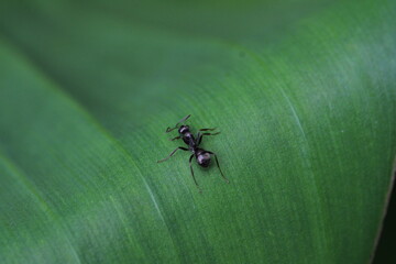 Ameise auf Bananenblatt