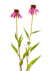Echinacea purpurea or eastern purple coneflower, purple coneflower, hedgehog coneflower, or echinacea isolated