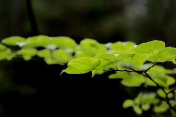 green leaves on the tree with dark background