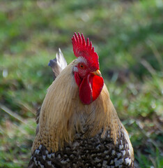Portrait of a rural rooster on green grass