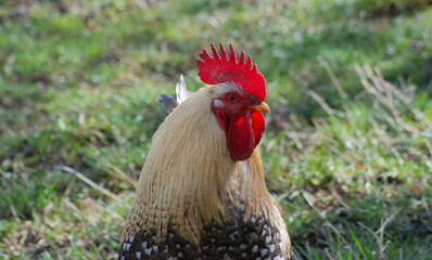 Portrait of a rural rooster on green grass