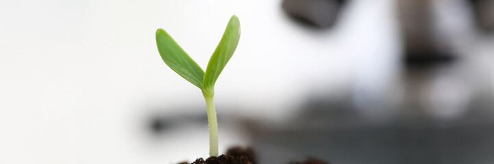 Focus on sprout growing in greenhouse conditions. Scientists exploring sprig growing out from soil. Shoot beginning new life. Botany and ecology concept