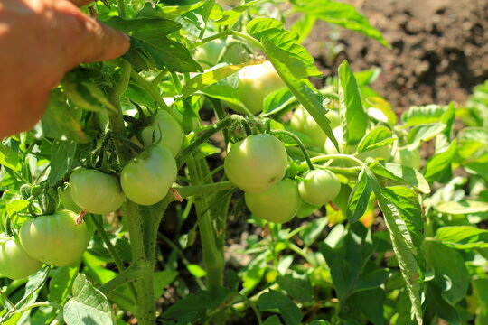 hand holds unripe tomatoes on the bushes of the plant
