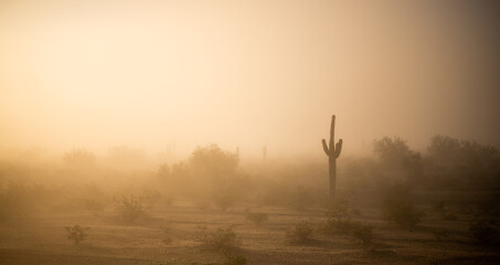 Fototapeta na wymiar Saguaro Cactus in Arizona Winter Morning fog 