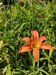 orange tiger lily