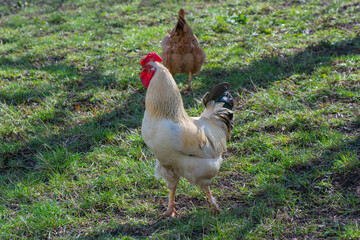 Rooster and chicken walk in nature