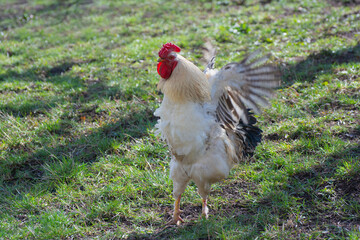 A cock flaps its wings on the grass