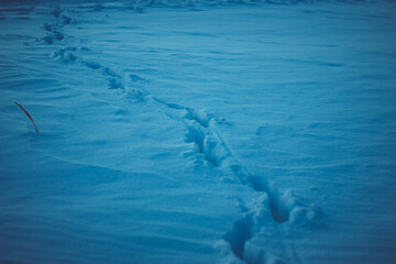 Naklejka premium Winter nature