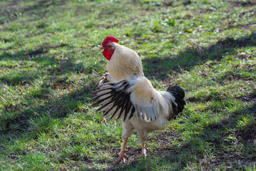 A cock flaps its wings on the grass