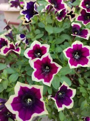 pink flowers in a garden