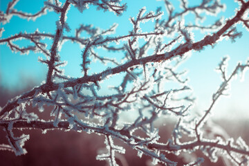 Winter nature