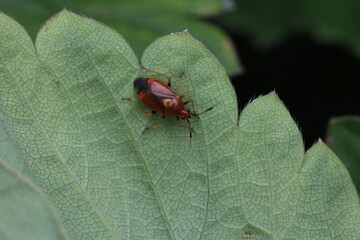 Rote Weichwanze - Deraeocoris ruber