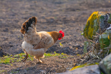 Adult hen walking alone in the meadow