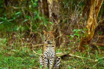 leopard in the tree