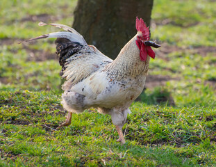 Rural homemade cock with a mouse in its beak