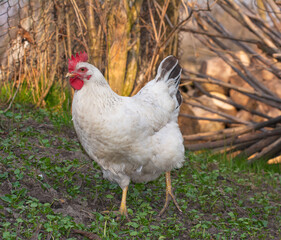 White domestic chicken walking in the garden