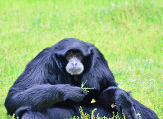 Fototapeta premium テナガザル科のフクロテナガザル（千葉市動物園）