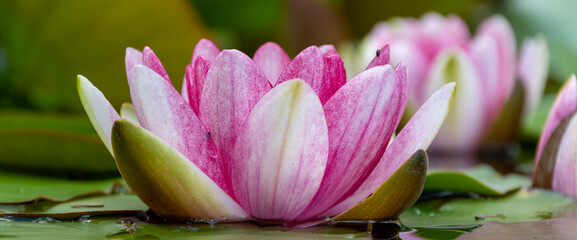 Nahaufnahme seerose © Tobias