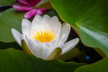 Wisse Seerose im Wasser © Tobias