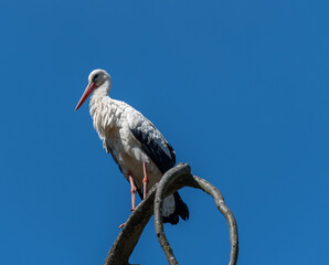 Storch vor blauem Himmel auf Baum