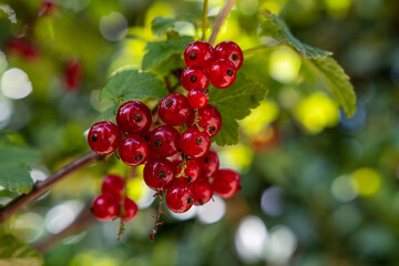 Rote johannisbeere im Garten