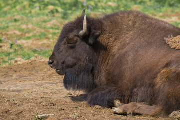 Snoozing bison close-up on a sunny day
