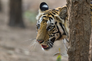 Tiger from bandhavgarh national park India