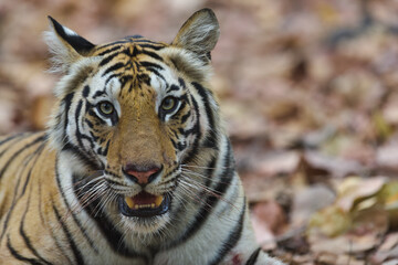 Tiger from bandhavgarh national park India,