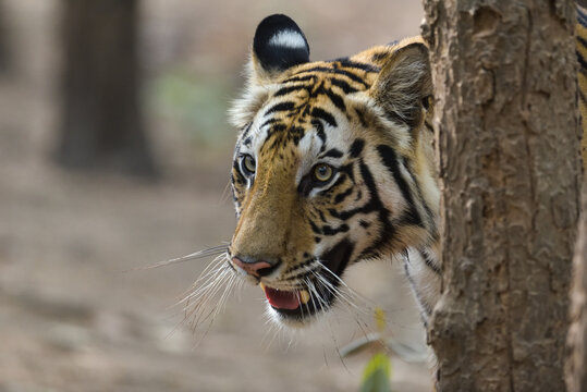 Tiger From Bandhavgarh National Park India